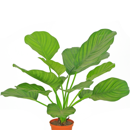 Planta artificial Calathea 46 cm