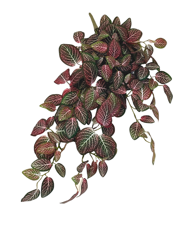 Planta artificial colgante de pared Fittonia Roja y blanca 70 cm