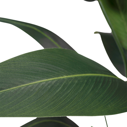 Planta artificial Heliconia 180 cm