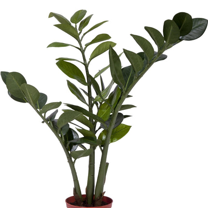 Planta artificial Zamioculcas 50 cm