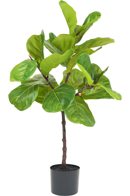 Ficus Tabaco Planta Deluxe 90 cm