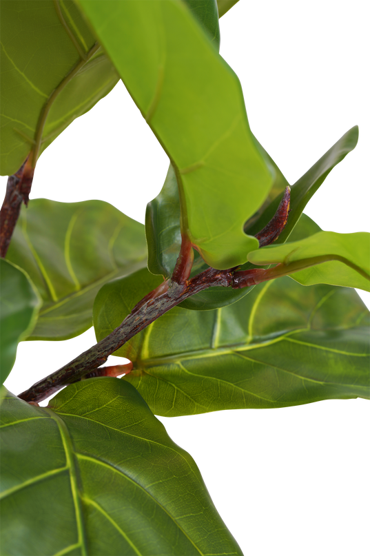 Ficus Planta de Tabaco Deluxe 155 cm