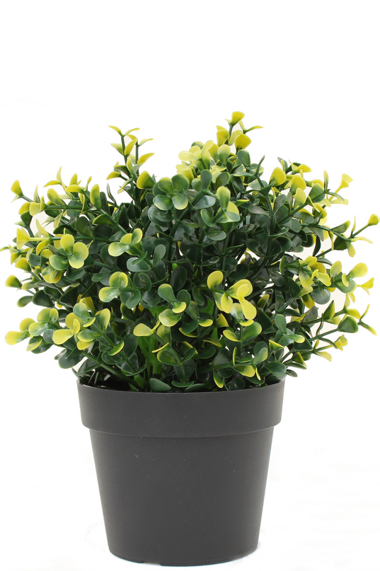 Planta artificial Boj amarillo 19 cm UV