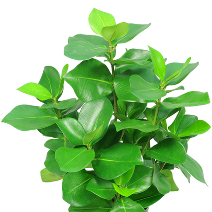 Planta artificial Clusia 45 cm