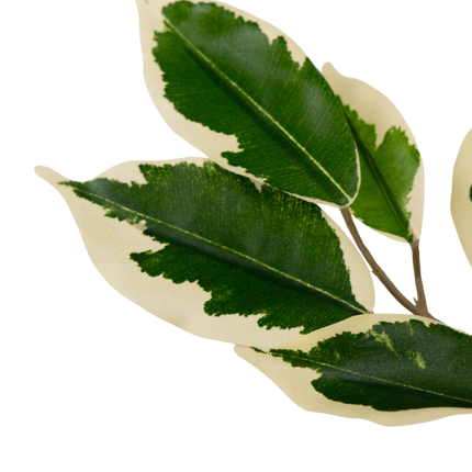 Planta artificial Ficus Verde/blanco 90 cm