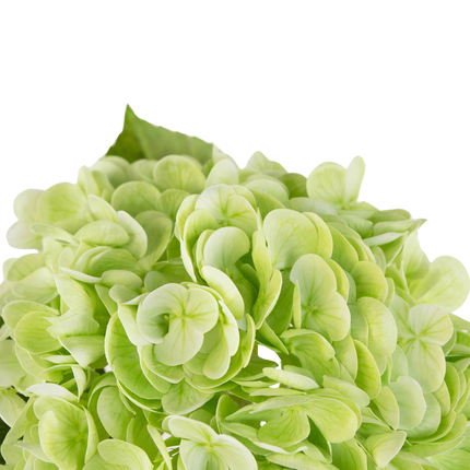Hortensia artificial "Annabelle" Real Touch Verde 55cm