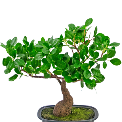 Planta artificial Bonsai Ficus 30 cm