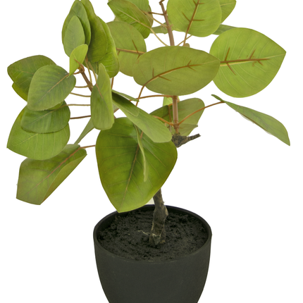 Ficus artificial Tropical 12 cm