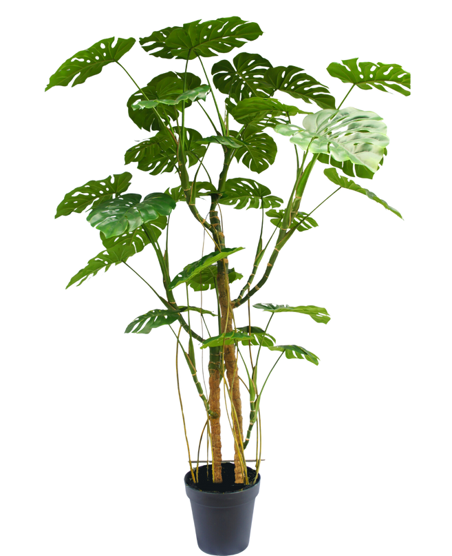 Planta artificial Monstera 240 cm