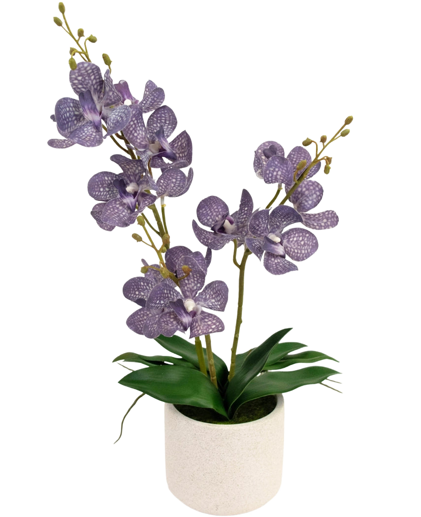 La Ascocenda artificial violeta de 50 cm tiene dos tallos de flores de orquídeas moteadas de color violeta con hojas verdes en una maceta blanca, sobre un fondo blanco liso.