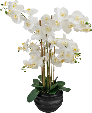La Orquídea Artificial Real Touch 85 cm blanca tiene grandes flores de orquídeas blancas con un corazón amarillo y hojas verdes brillantes, bellamente dispuestas en una maceta de cerámica negra.