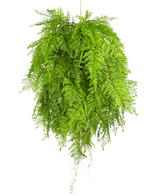 La planta colgante artificial Helecho con raíces d80 cm con sistema de suspensión tiene hojas largas y elegantes y es perfecta para una decoración interior elegante sobre un fondo blanco.