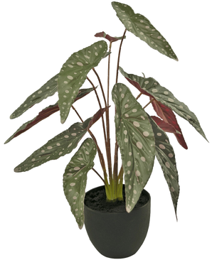 La Begonia Artificial de 48 cm en maceta decorativa negra tiene grandes hojas verdes con manchas blancas y el envés rojizo, presentada en una maceta negra sobre fondo blanco.