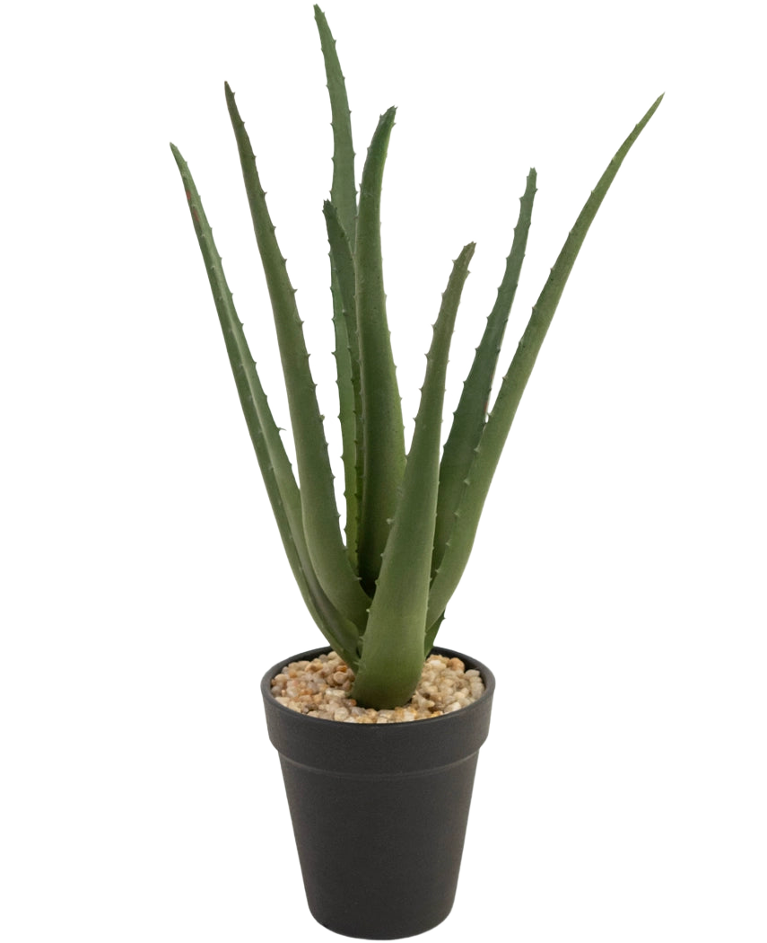 La Planta Artificial Aloe Vera de 33 cm tiene hojas largas y tenues de color verde que crecen hacia arriba, en pequeñas piedras en una elegante maceta negra, sobre un fondo blanco.