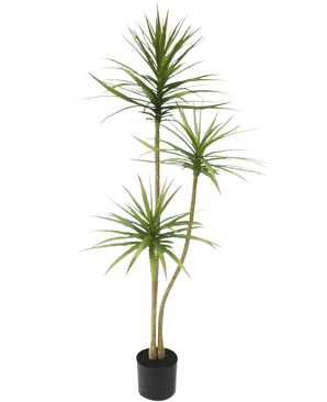 La Planta Artificial Dracaena Fragnans 150 cm es una planta artificial alta en una maceta con tres tallos delgados con tenues hojas verdes sobre un fondo blanco liso.