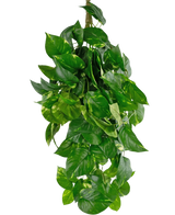 De Kunst hangplant Golden Vine Deluxe 80 cm is een weelderige, hangende kunstplant met levendige groene, hartvormige bladeren en lichtgele bonte kleuren, perfect om een vleugje groen toe te voegen aan elke ruimte.