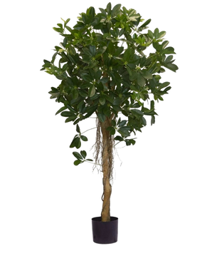 La Planta Artificial Schefflera de hojas pequeñas de 150 cm tiene un tronco alto y retorcido y densos manojos de hojas de color verde oscuro sobre un fondo blanco liso. Ideal para añadir un toque fresco a tu interior o para exhibir en elegantes macetas decorativas.
