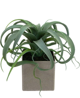 De Kunst Vetplant in pot 24 cm heeft groene, gekrulde, lintachtige bladeren die uit een vierkante, lichtgrijze pot komen, tegen een witte achtergrond.