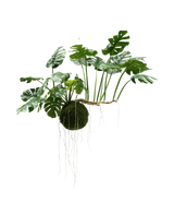 La planta artificial colgante Monstera Deluxe de 80 cm, con exuberantes hojas verdes y largas raíces visibles, cuelga sobre un fondo blanco y le da inmediatamente a su interior un aspecto tropical.