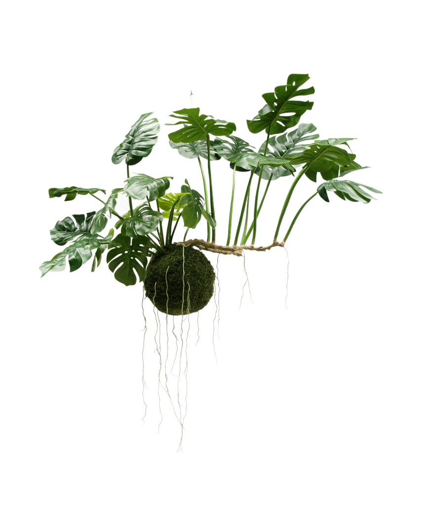 La planta artificial colgante Monstera Deluxe de 80 cm, con exuberantes hojas verdes y largas raíces visibles, cuelga sobre un fondo blanco y le da inmediatamente a su interior un aspecto tropical.