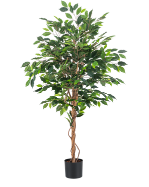 La Planta Artificial Ficus Green 150 cm tiene varias hojas verdes y tallos marrones trenzados en una sencilla maceta negra, sobre un fondo blanco liso.