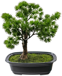 Planta artificial Bonsai Juniper 20 cm