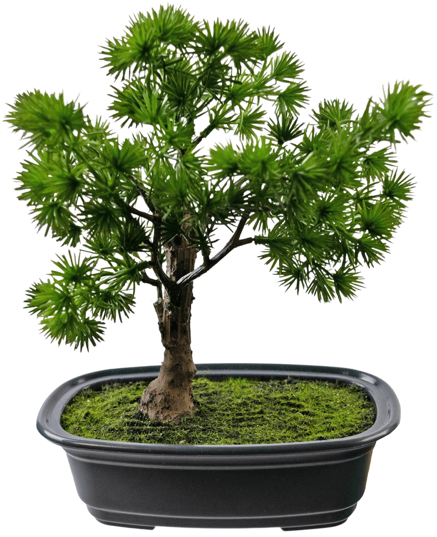 La Planta Artificial Bonsái Enebro de 20 cm tiene hojas densas y puntiagudas de color verde en una maceta rectangular negra con musgo, sobre un fondo blanco liso.