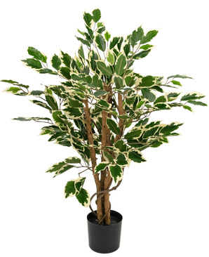 Planta artificial Ficus Verde/blanco de 90 cm con troncos marrones y hojas verdes con bordes blancos, presentada sobre un fondo blanco liso.