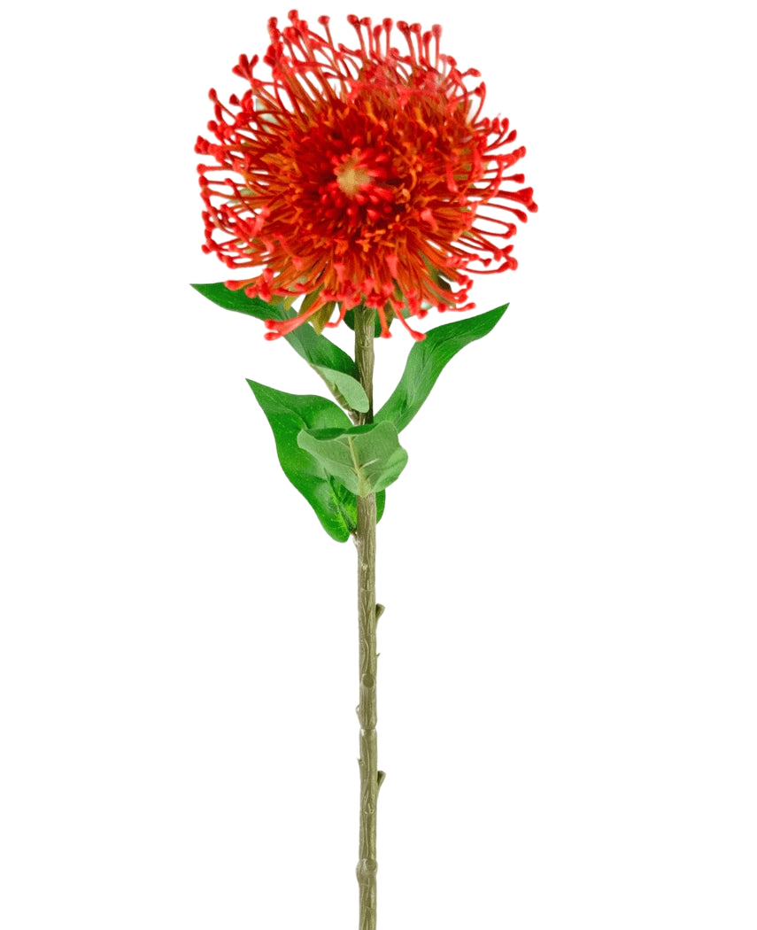 La Flor Artificial Protea 73 cm roja tiene pétalos rojos vibrantes, hojas verdes y un tallo largo y delgado, lo que la convierte en una flor artificial llamativa que añade belleza duradera a cualquier espacio.