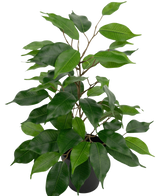 La planta artificial Ficus en maceta de 40 cm tiene numerosas hojas verdes y esbeltos tallos marrones sobre un fondo blanco liso.