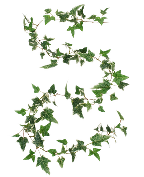 La guirnalda de hiedra artificial Boston verde-blanco 180 cm UV está diseñada con la forma del número 8, con zarcillos de hiedra verdes y blancos sobre un fondo blanco liso.