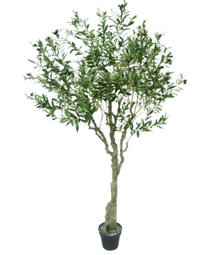 De Kunst Olijfboom 200 cm heeft een slanke lichtbruine stam, talloze groene bladeren en kleine donkere olijven op de takken. Tegen een witte achtergrond oogt deze kunstolijfboom levensecht.