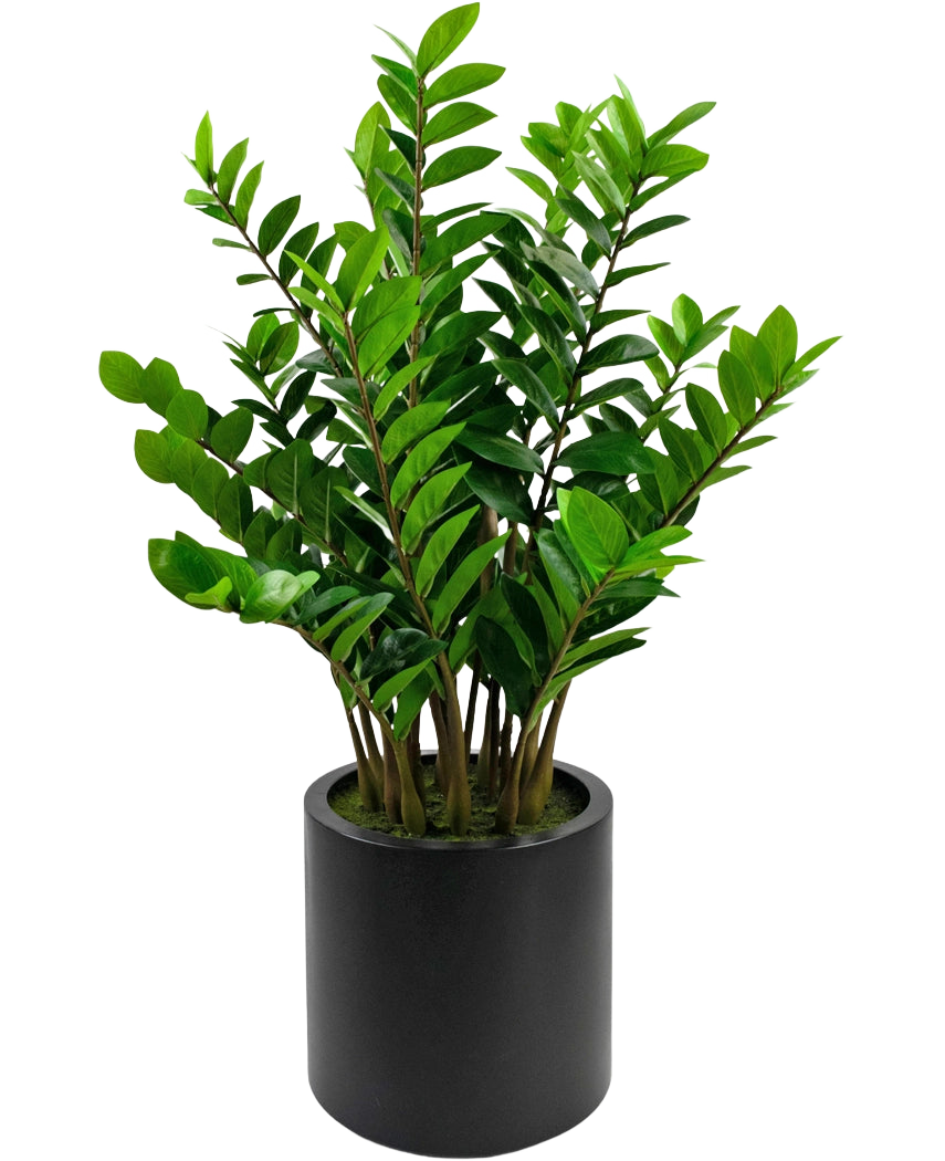 La planta artificial Zamioculcas ya preparada en una maceta negra de 120 cm tiene hojas verdes brillantes y se encuentra en una sencilla maceta redonda de color negro sobre un fondo blanco.