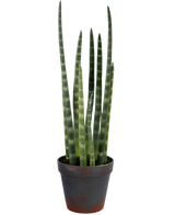De Kunst Sansevieria Cylindrica 43 cm heeft lange, rechtopstaande, donkergroene bladeren met lichtgroene horizontale strepen, gepresenteerd in een eenvoudige donkerbruine pot tegen een effen witte achtergrond.