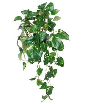 De Kunst Hangende goudrank in pot 50 cm UV heeft levendige groene, hartvormige bladeren en slingerende ranken in een zwarte pot, perfect om een levendig accent toe te voegen aan elke ruimte.