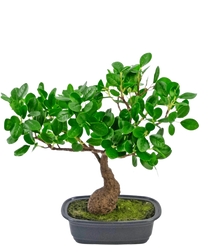 Planta artificial Bonsai Ficus 30 cm