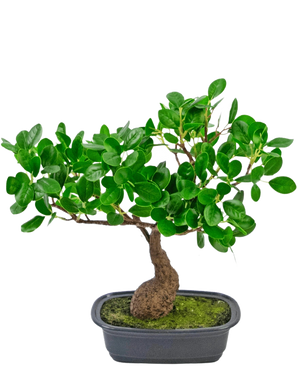 La Planta Artificial Bonsái Ficus 30 cm tiene un tronco pequeño y curvado y hojas densas de color verde brillante, en una maceta negra poco profunda con musgo. Es perfecto para cualquier habitación y destaca maravillosamente sobre un fondo blanco liso.