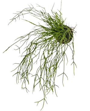 La planta colgante artificial Hierba sobre bola 48 cm tiene tallos largos, finos y verdes que parecen hierba, en un pequeño terrón de tierra, sobre un fondo blanco.