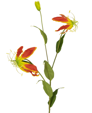 De Kunstbloem Gloriosa 81 cm rood/geel heeft twee open rode en gele gloriosa leliebloemen, een gesloten knop en een aantal lange groene bladeren, allemaal tegen een effen witte achtergrond.