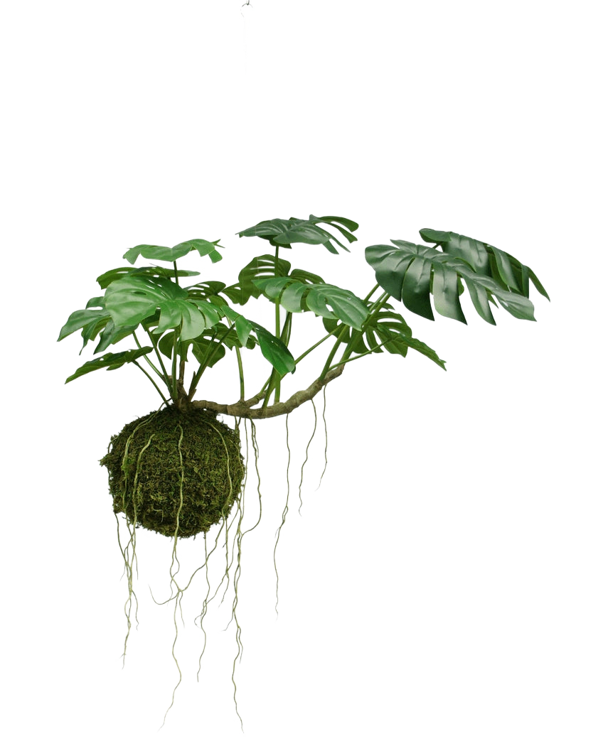La Planta Artificial colgante Monstera Deluxe 60 cm tiene grandes hojas verdes y largas raíces que cuelgan de una bola de musgo, lo que crea una atmósfera tropical sobre un fondo blanco.
