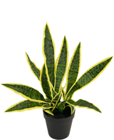 Een Kunstplant Sansevieria Laurentii 44 cm in sierpot met lange, rechtopstaande groene bladeren, gele randen en donkere strepen wordt getoond tegen een effen witte achtergrond.