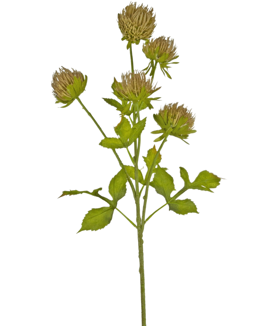 El cardo floral artificial de 66 cm marrón tiene un tallo verde con varias hojas ramificadas y seis finas cabezas florales de color marrón sobre un fondo blanco liso.