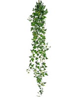 La planta colgante artificial Ivy Boston 180 cm verde tiene largos tallos verdes colgantes con hojas puntiagudas que caen sobre un fondo blanco liso.