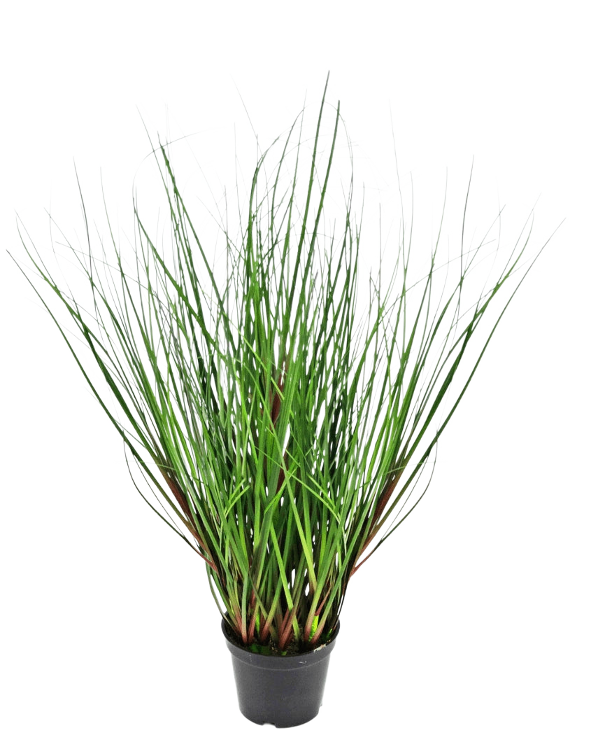 La Planta de Césped Artificial Cebolla ignífuga de 50 cm tiene hojas largas, delgadas y verdes parecidas a la hierba que crecen erguidas y se curvan hacia afuera desde el centro, presentadas en una maceta de plástico negra sobre un fondo blanco.