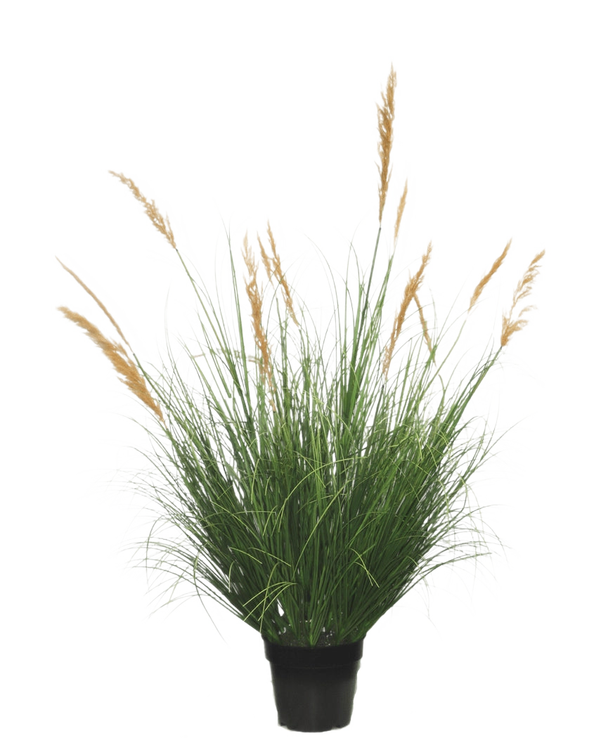 Planta de Césped Artificial Avestruz de 120 cm retardante, de largas hojas verdes y altos penachos dorados, sobre un fondo liso y blanco.