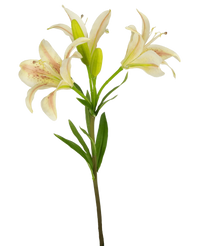 Ramo de flor artificial Lirio asiático 66 cm rosa