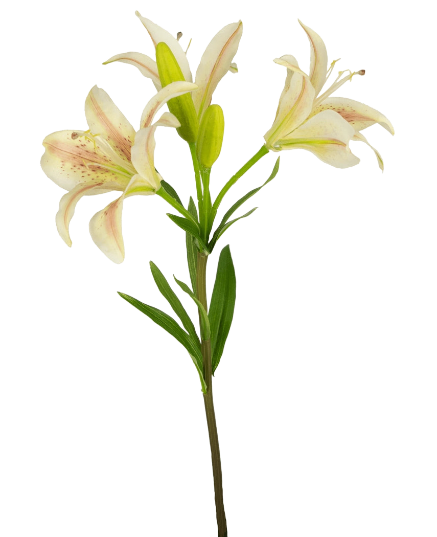 Una sola flor artificial de lirio asiático de 66 cm de color rosa con tres lirios rosados ​​en flor y hojas verdes, aisladas sobre un fondo blanco.