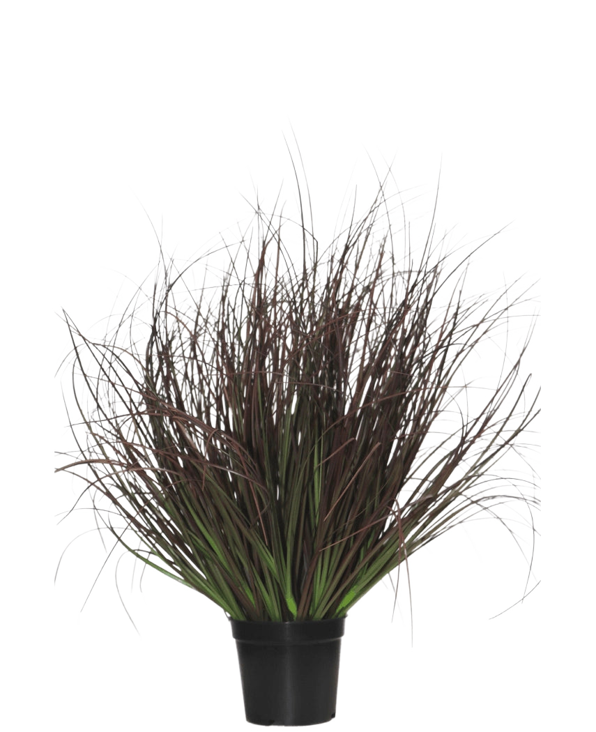 El Césped Artificial Planta Césped 50 cm ignífugo se presenta en una maceta de plástico de color negro, con césped ornamental puntiagudo de hojas largas y finas de color violeta oscuro y verde -perfecto para la decoración de interiores- sobre un fondo blanco.