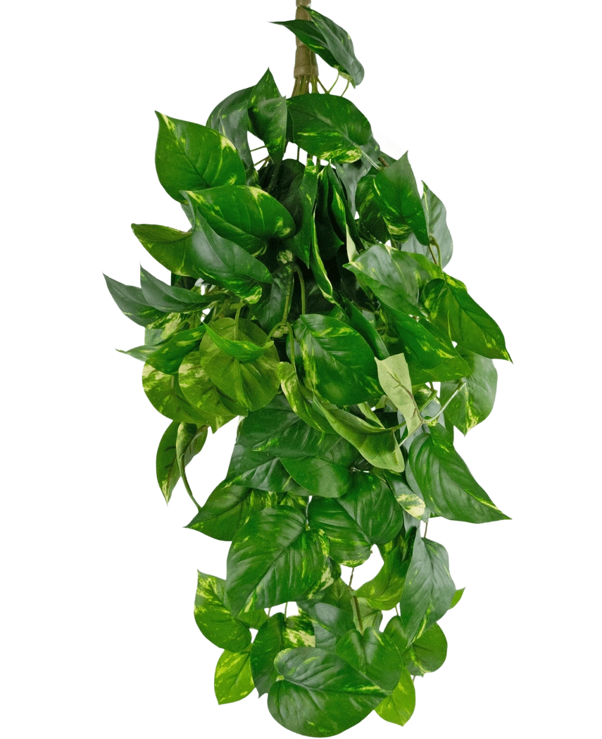 La planta colgante artificial Golden Vine Deluxe de 80 cm tiene hojas de color verde vibrante en forma de corazón que caen para formar una imagen exuberante sobre un fondo blanco liso.