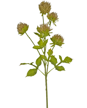 El cardo floral artificial de 66 cm marrón tiene un tallo verde con varias hojas ramificadas y seis finas cabezas florales de color marrón sobre un fondo blanco liso.